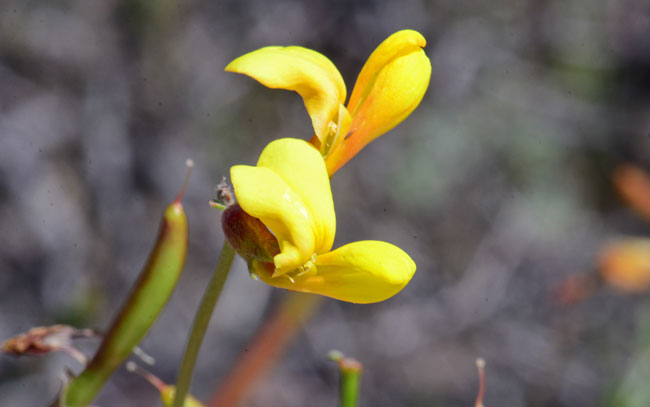 Lotus wrightii, Red and Yellow Pea, Southwest Desert Flora